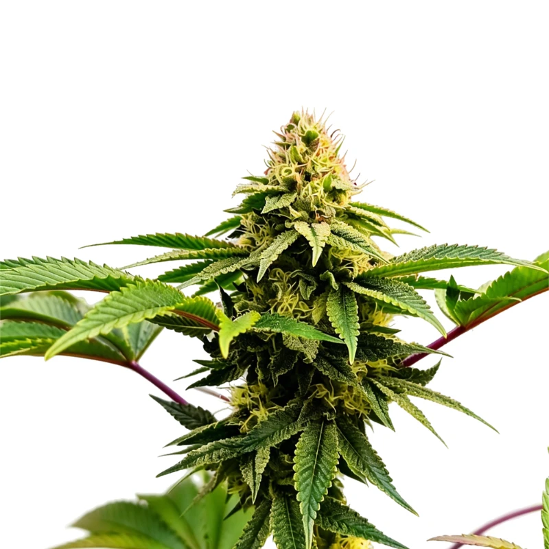 GRTFORI013-005 - GRATEFUL SEEDS - RASJELLY PAMQUEEN FEM (ORIGINAL EDITION) | 5 SEMILLAS