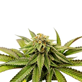 GRTFLIM010-005 - GRATEFUL SEEDS - OVER THE RAINBOW FEM (EDICIÓN LIMITADA) | 5 SEMILLAS