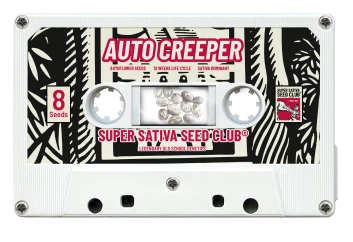 SSSC07081 - SUPER SATIVA SEED CLUB - AUTO CREEPER FEM | 8 SEMILLAS Disponible hasta fin de existencias