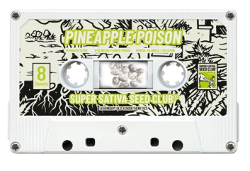 SSSC12082 - SUPER SATIVA SEED CLUB - PINEAPPLE POISON FEM | 8 SEMILLAS Disponible hasta fin de existencias