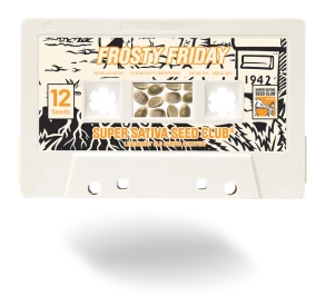 SSSC042401 - SUPER SATIVA SEED CLUB - FROSTY FRIDAY REG | 24 SEMILLAS