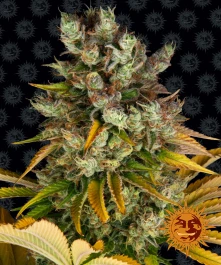 BFGMO10 - BARNEY'S FARM - GMO FEM | 10 SEMENCES Disponible dans la limite des stocks disponibles