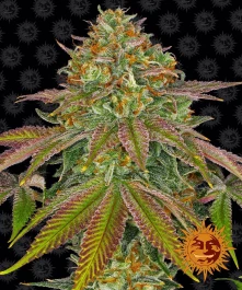 BFWK10 - BARNEY'S FARM - WEDDING CAKE FEM | 10 GRAINES