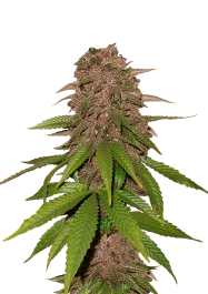 FBS03F9004 - FAST BUDS - C4 AUTO FEM | 3 GRAINES