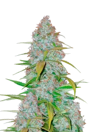 FBS10F9008 - FAST BUDS - CALIFORNIAN SNOW AUTO FEM | 10 GRAINES