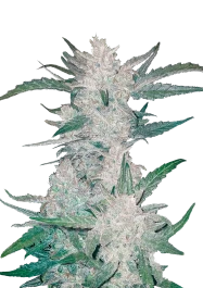 FBS01F9001 - FAST BUDS - MEXICAN AIRLINES AUTO | 1 GRAINE