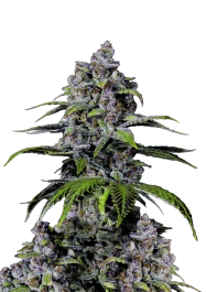 FBFFNA40005 - FAST BUDS - PURPLE LEMONADE FLORAISON RAPIDE FEM | 5 GRAINES
