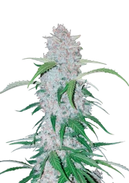 FBS03F9012 - FAST BUDS - SIX SHOOTER AUTO | 3 GRAINES