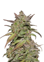 FBS03F9023 - FAST BUDS - SMOOTHIE AUTO | 3 GRAINES