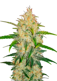 FBS05F9022 - FAST BUDS - ZKITTLEZ AUTO | 5 GRAINES