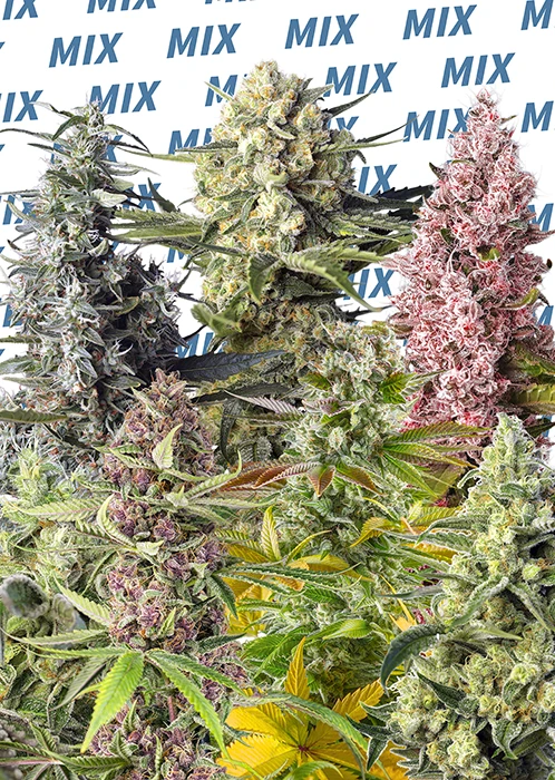 SWSMF10 - SWEET SEEDS - SWEET MIX FEM | 10 GRAINES