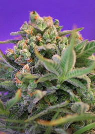 SWFVSC100 - SWEET SEEDS - SWEET CHEESE F1 FAST VERSION® FEM (SWS42) | 100 GRAINES