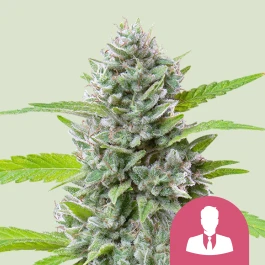 RQSFEM03051 - ROYAL QUEEN SEEDS - EL PATRON FEM | 3 GRAINES