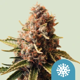 RQSCBD01004 - ROYAL QUEEN SEEDS - EUPHORIA CBD FEM | 1 GRAINE