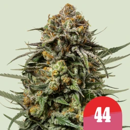 RQSFEM003084 - ROYAL QUEEN SEEDS - ICE CREAM 44 FEM (TYSON SEEDS) | 3 GRAINES