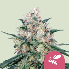 RQSFEM01022 - ROYAL QUEEN SEEDS - HONEY CREAM (FAST FLOWERING) FEM | 1 GRAINE