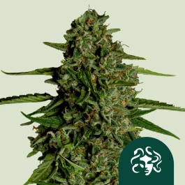RQSF1AUT010071 - ROYAL QUEEN SEEDS - JELLYFISH F1 AUTOFLORAISON | 10 GRAINES