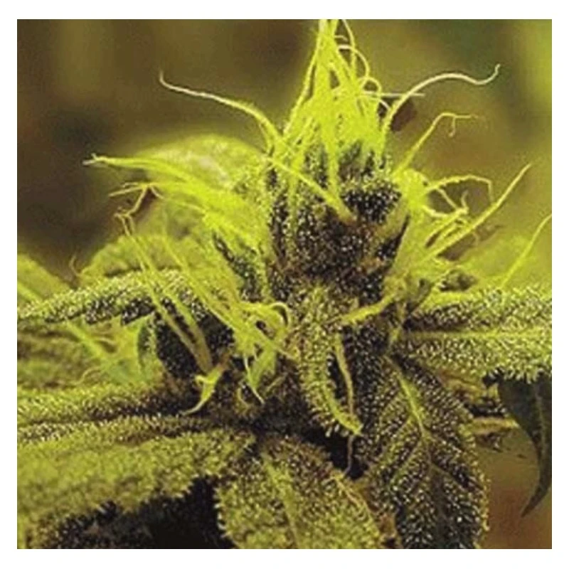 SGRMA1H005 - SAGARMATHA SEEDS - A-1 HAZE FEM | 5 GRAINES