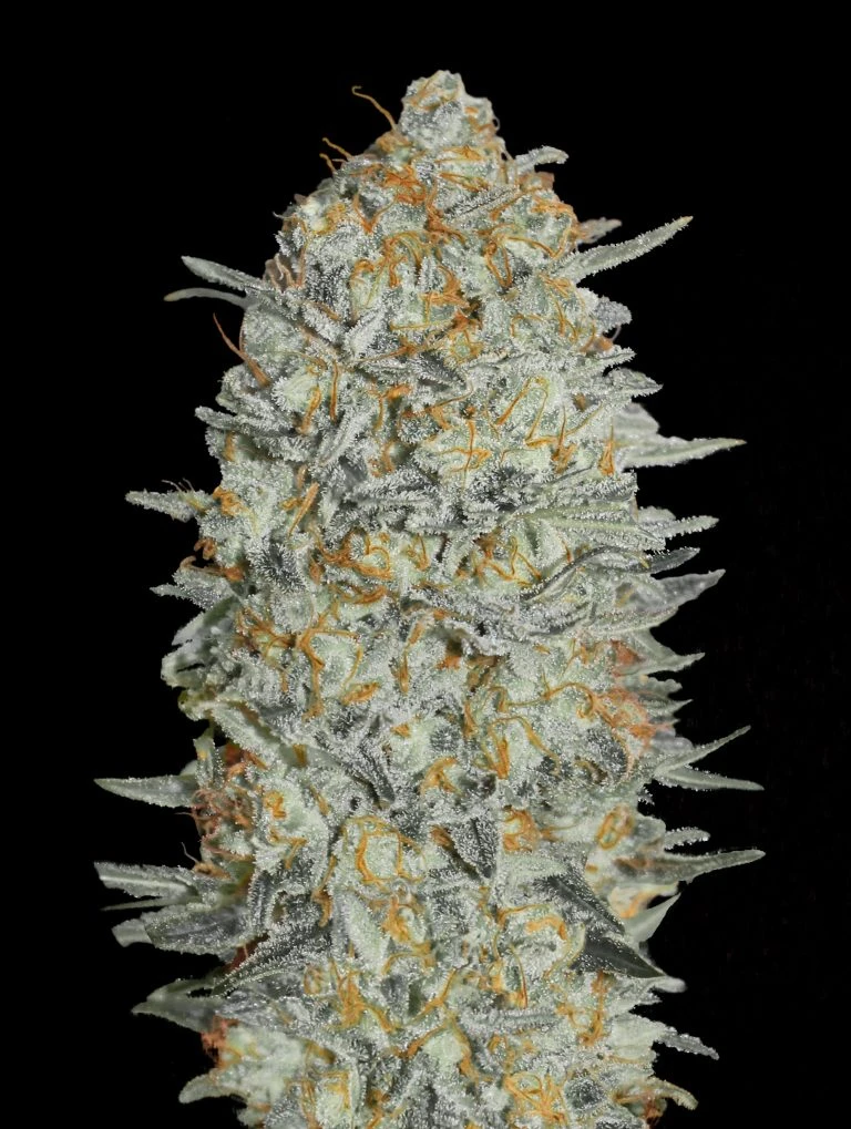 ADVSG33A0003 - ADVANCED SEEDS - AUTO ICE CREAM #33 FEM | 3 GRAINES