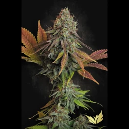 PS0537 - PARADISE SEEDS - CALIFORNIAN GOLD FEM | 3 GRAINES