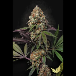 PS0554 - PARADISE SEEDS - CARAMBA FEM | 5 GRAINES