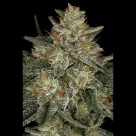 PS0433 - PARADISE SEEDS - DUTCH KUSH FEM | 5 GRAINES