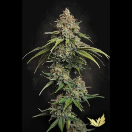 PS0435 - PARADISE SEEDS - L.A. AMNESIA FEM | 5 GRAINES