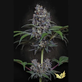 PS0350 - PARADISE SEEDS - SWEETOPIA FEM | 3 GRAINES