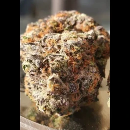 HS036R010 - HUMBOLDT SEED ORGANISATION - GHOSTSCOTTI REG | 10 GRAINES