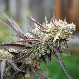 HS007FF0003 - HUMBOLDT SEED ORGANISATION - ICE CREAM CAKE FAST FLOWERING FEM | 3 GRAINES