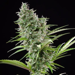 P209842 - BUDDHA SEEDS - BUDDHA AUTO ZKITT FEM | BLISTER 1x10 SEEDS