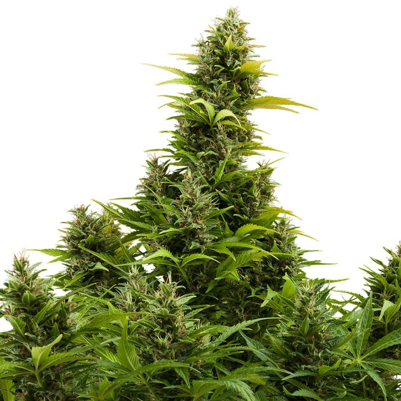 BSBMKAF10 - BUDDHA SEEDS - MEDIKIT AUTO FEM | BLISTER 1x10 SEEDS