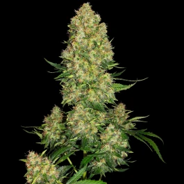SS1560402 - SENSI SEEDS BANK - SKUNK #1 AUTO FEM | 3 GRAINES
