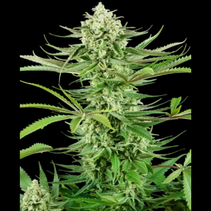 SS1530329 - SENSI SEEDS RESEARCH - CASHEW KUSH FEM | 3 GRAINES