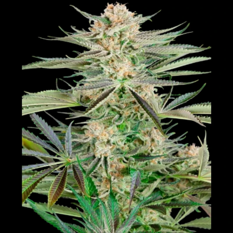 SS1530335 - SENSI SEEDS RESEARCH - SCREWDRIVER OG FEM | 3 GRAINES