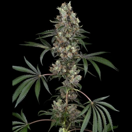 WL1520344 - WHITE LABEL - CHEMBERRIES FEM | 3 GRAINES