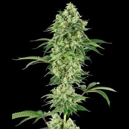 WL1520327 - WHITE LABEL - NICOLE HINDU KUSH FEM | 3 GRAINES