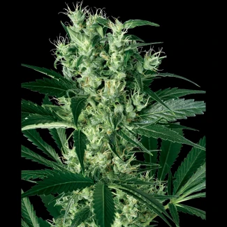 WL1520501 - WHITE LABEL - X HAZE FEM | 5 GRAINES