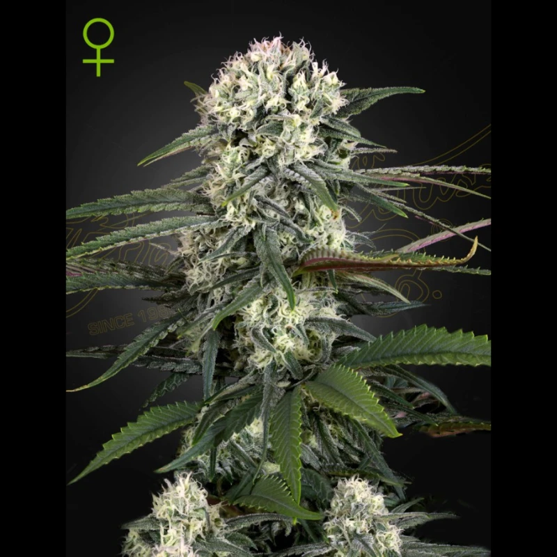 SGFF050017 - GREEN HOUSE SEED CO. - AUTO BOMB FEM | 5 GRAINES