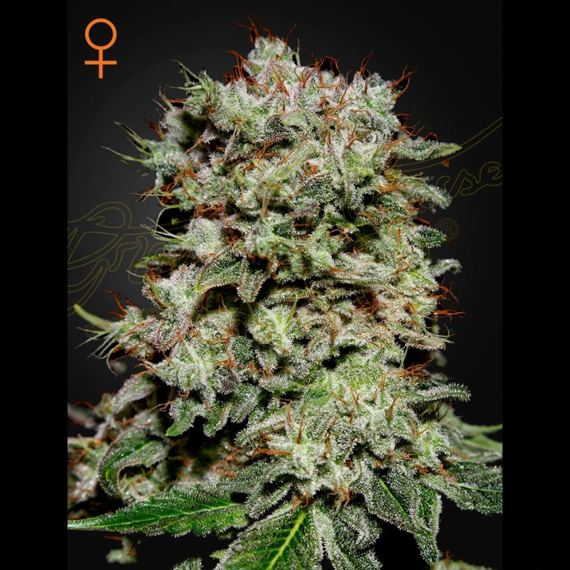 SGFF050018 - GREEN HOUSE SEED CO. - KALASHNIKOVA FEM | 5 GRAINES