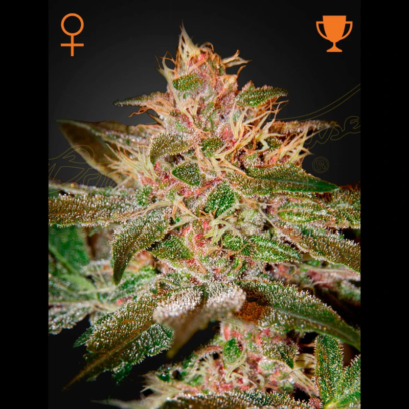 GHPURKF5 - GREEN HOUSE SEED CO. - PURE KUSH FEM | 5 GRAINES