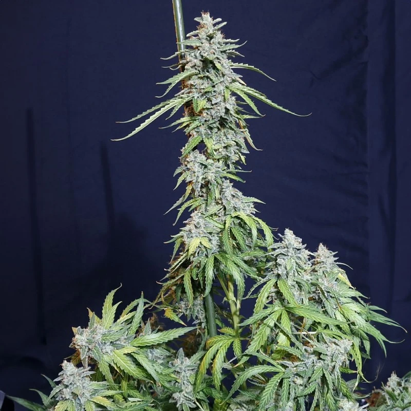 SEVSWAF0003 - EVA SEEDS - SUPER WATERMELON AUTO FEM | 3+1 Free GRAINES