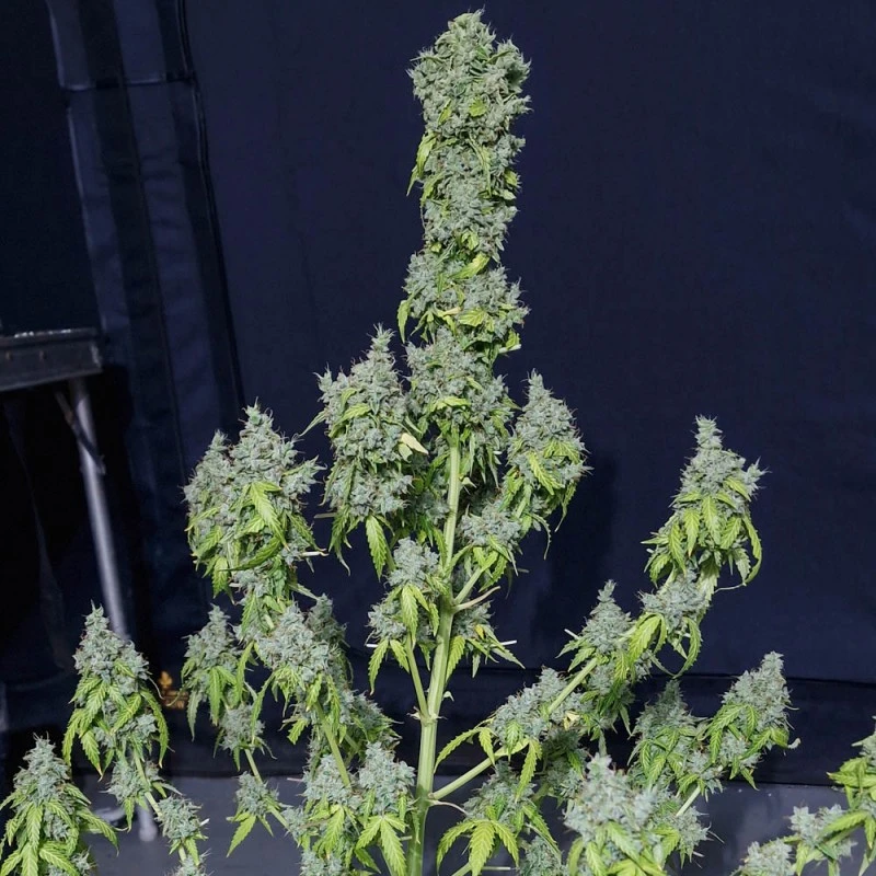 SEVMTAF0003 - EVA SEEDS - MAGIC TREE AUTO FEM | 3+1 Free GRAINES