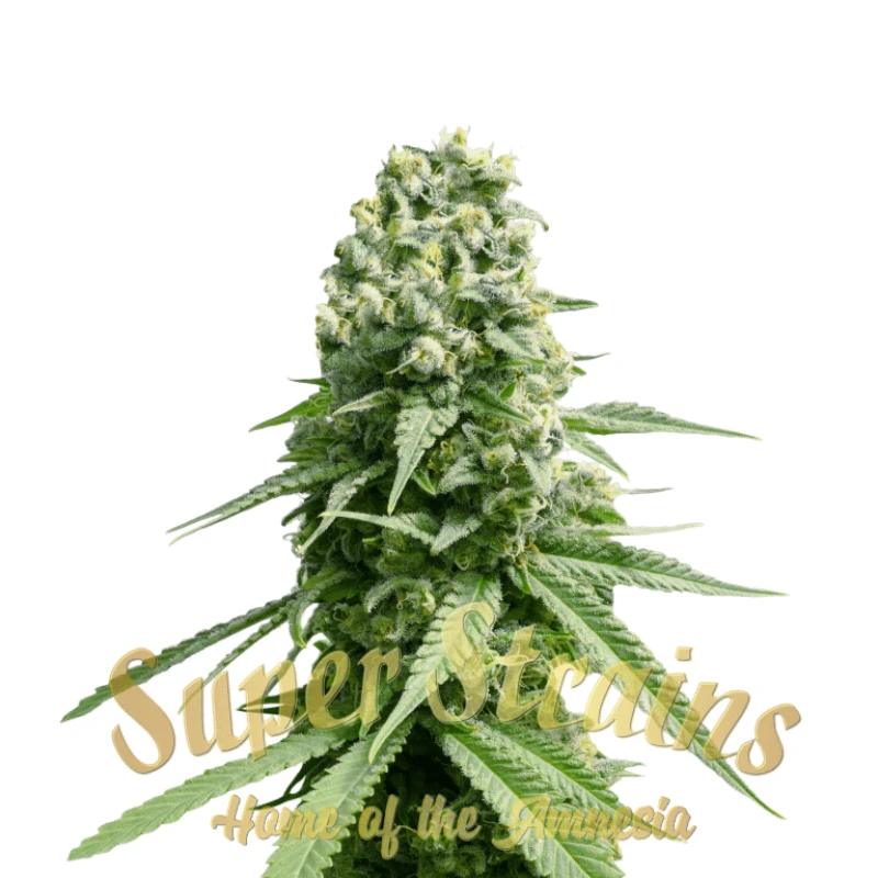 SUPAMN0003 - SUPER STRAINS - AMNESIA FEM | 3 GRAINES