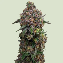 RQSF1FEM001076 - ROYAL QUEEN SEEDS - COSMIC CHEDDAR F1 FEM | 1 GRAINE