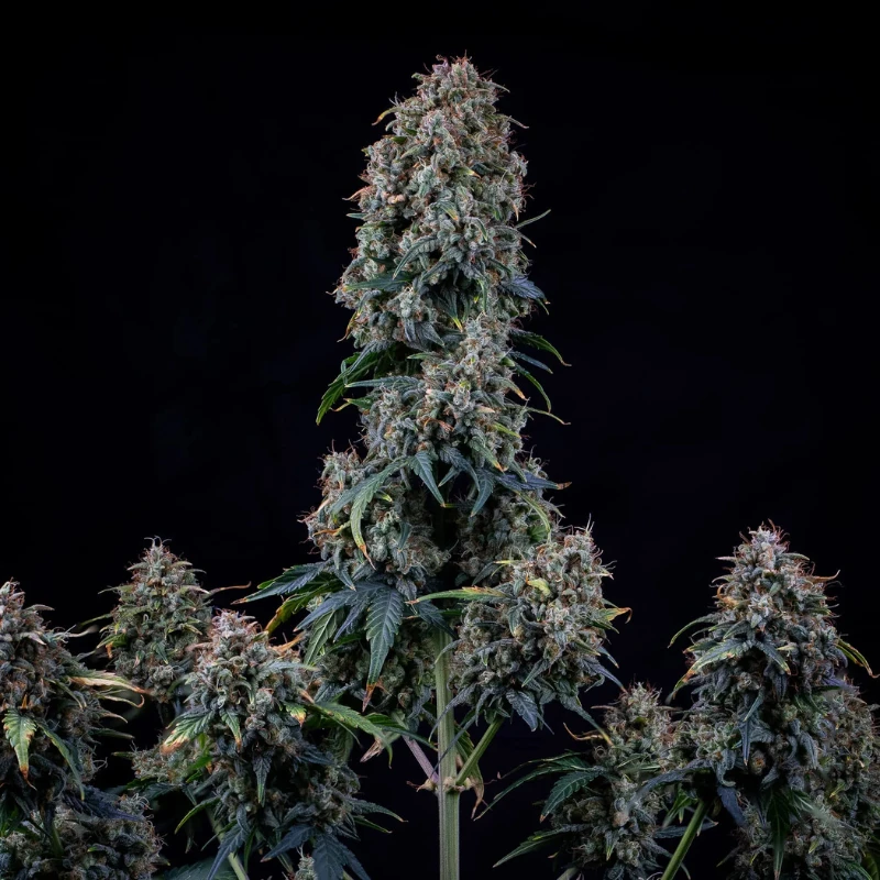 MPHGAVT0003A - MEPHISTO GENETICS - ALIEN VS: TRIANGLE AUTO FEM | 3+2 GRAINES