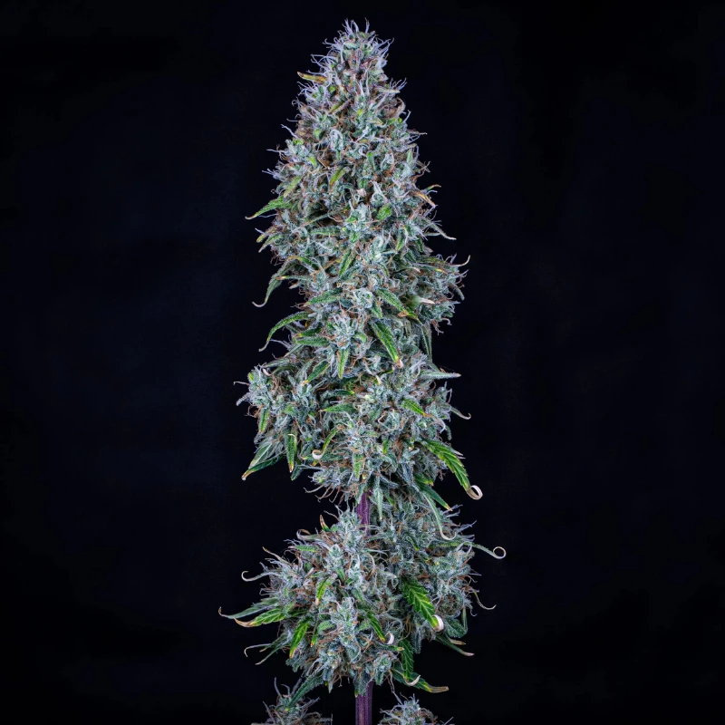 MPHGHBDD0003A - MEPHISTO GENETICS - HUBBABUBBASMELLOSCOPE AUTO FEM | 3+2 GRAINES