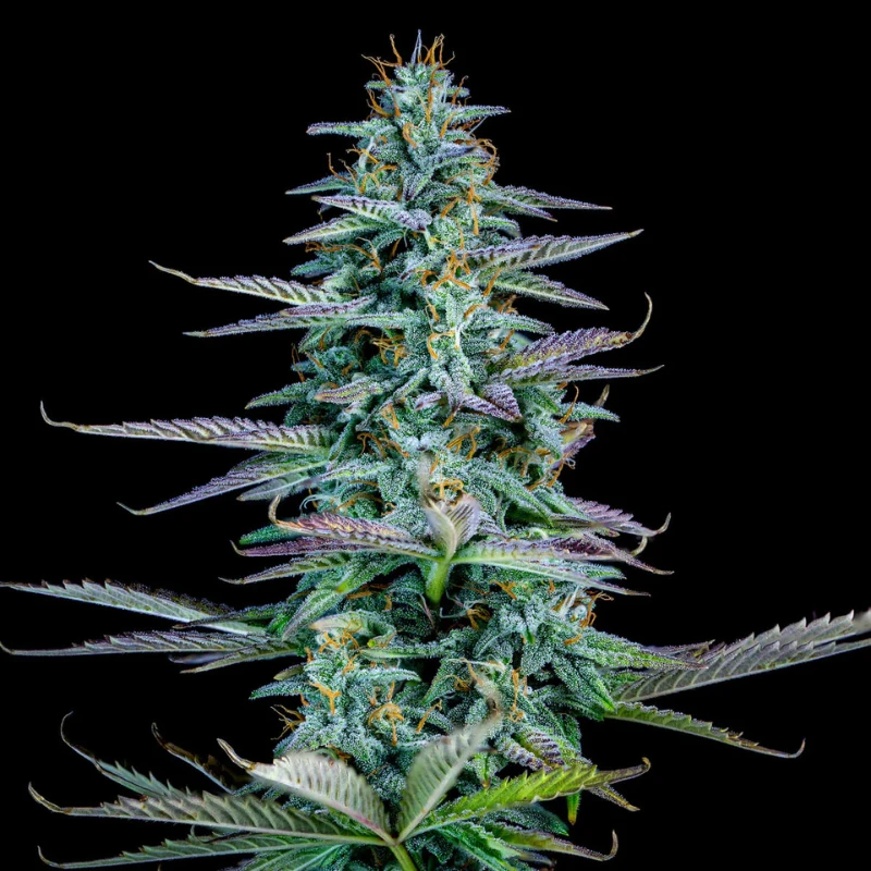 MPHGSN0003A - MEPHISTO GENETICS - STRAWBERRY NUGGETS AUTO FEM | 3+2 GRAINES