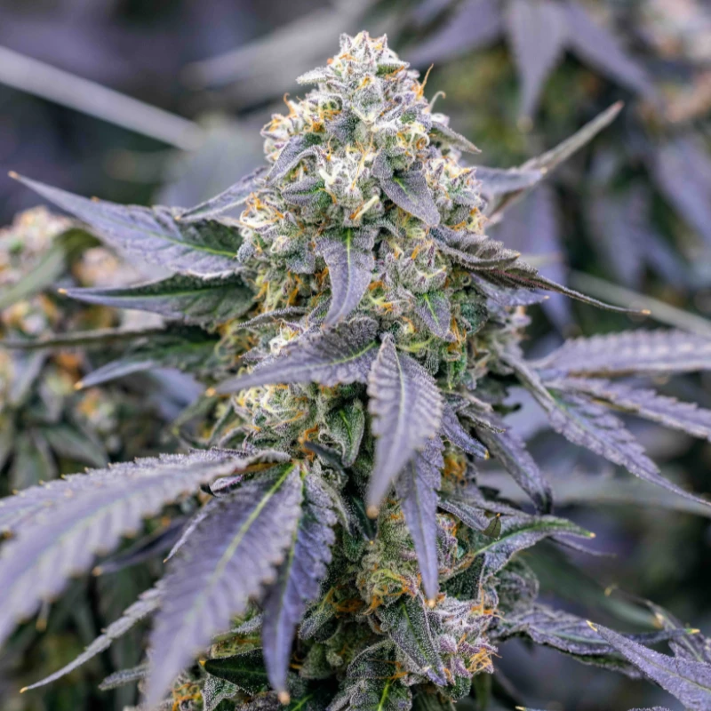 CKSFBF0003 - COOKIES - FRIED BANANA FEM | 3 GRAINES