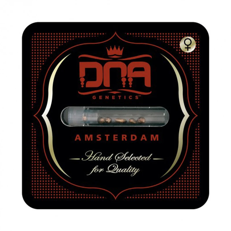 DNAKDFEM3001 - DNA GENETICS - KOSHER DAWG FEM | 3 GRAINES